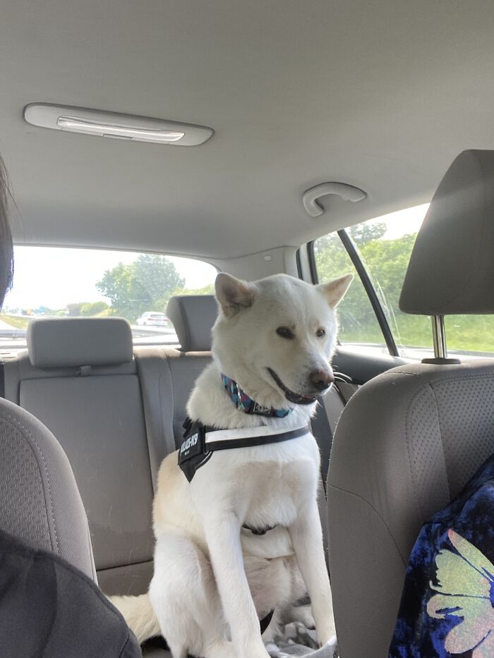 His First Car Ride...he Was Kind Of Nervous. #derpface