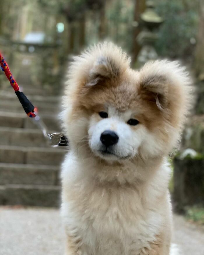 Bob-Akita-Heart-Shaped-Face-Dog