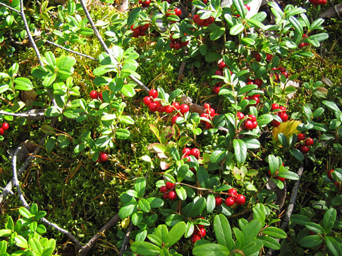 30 Foods That Foreigners Consider To Be Delicacies But For Locals They’re Common, Shared In This Online Group