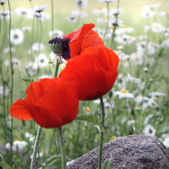 30 People In This Online Group Share Unexpected Features That Make Them 1% Of The Population