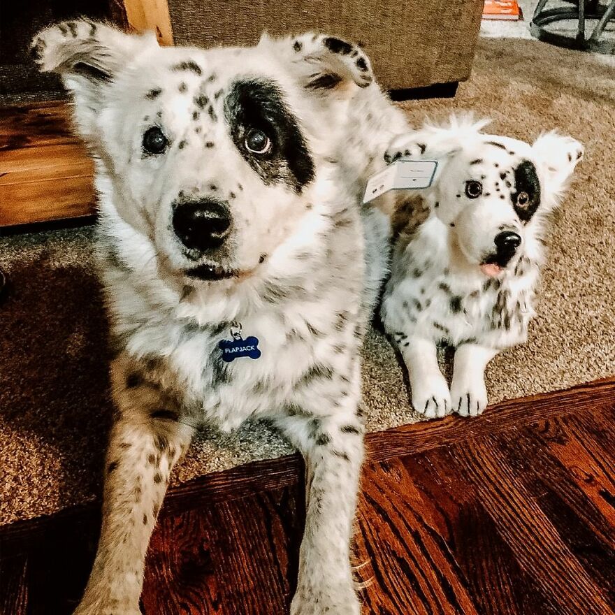 You Can Now Have A Plush Copy Of Your Pet