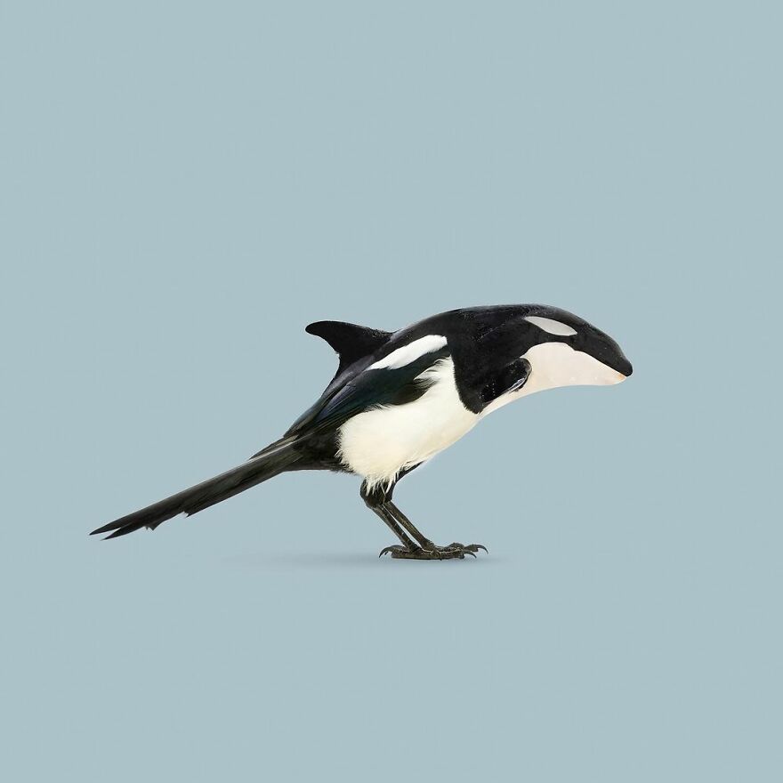 Artist Mixes Animals And Creates The Most Surreal Hybrids You've Ever Seen ( 151 Pics)