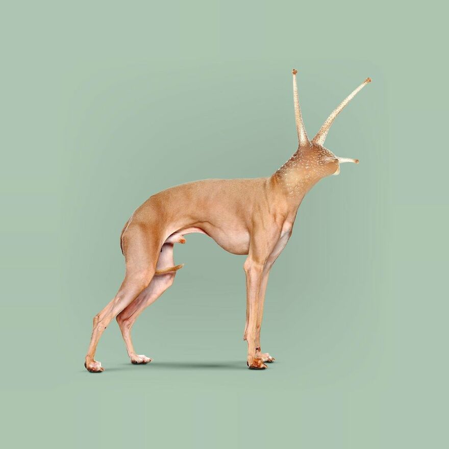 Artist Mixes Animals And Creates The Most Surreal Hybrids You've Ever Seen ( 151 Pics)