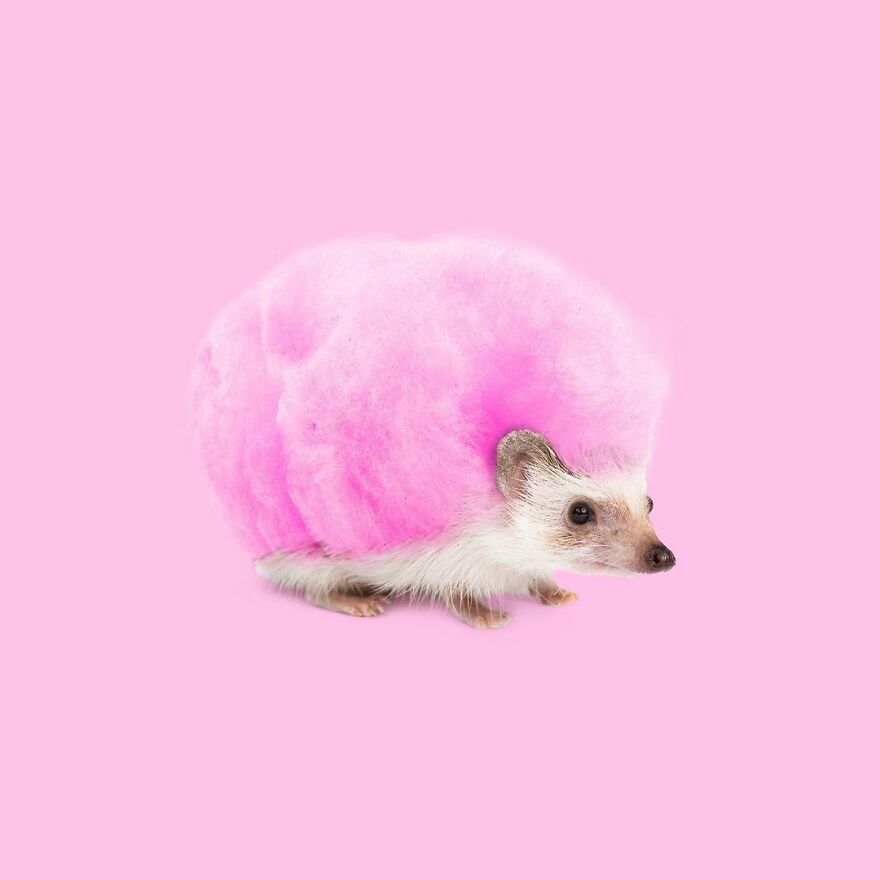 Artist Mixes Animals And Creates The Most Surreal Hybrids You've Ever Seen ( 151 Pics)