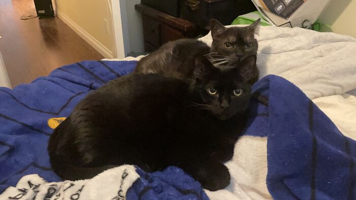 My Sweet Little Charm And Grace. Otherwise Known As The Sisters Chom Chom And Gracie Grace