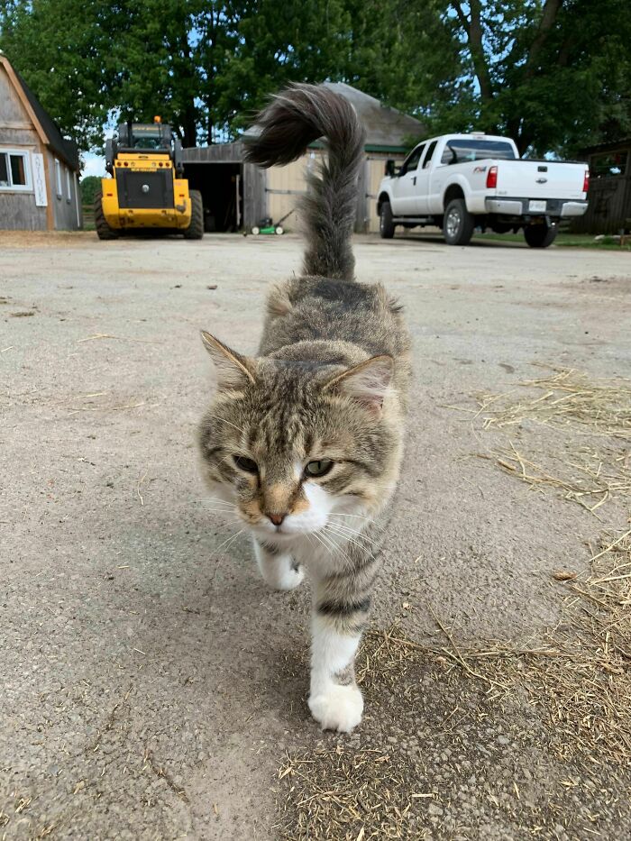 A Barn Kitty