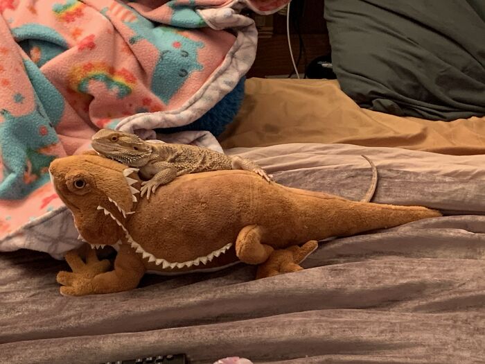 Ganondorf And His Stuffy, “Spike”. He Grabs It And Drags It Around The House. Sometimes He Fights With It But He Usually Just Cuddles