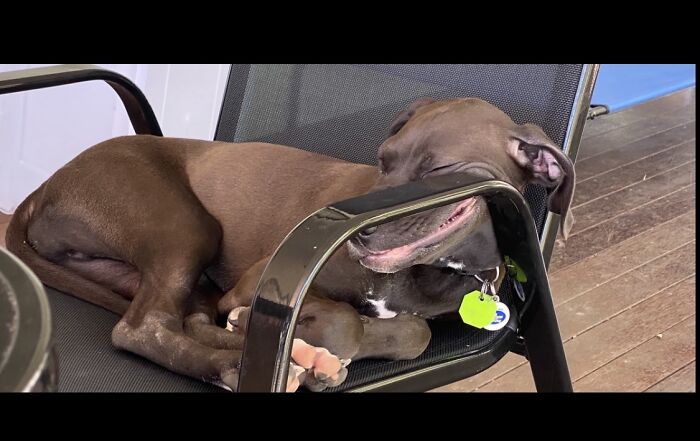 This My Puppy Dog Asleep On Chair That’s To Small For Him