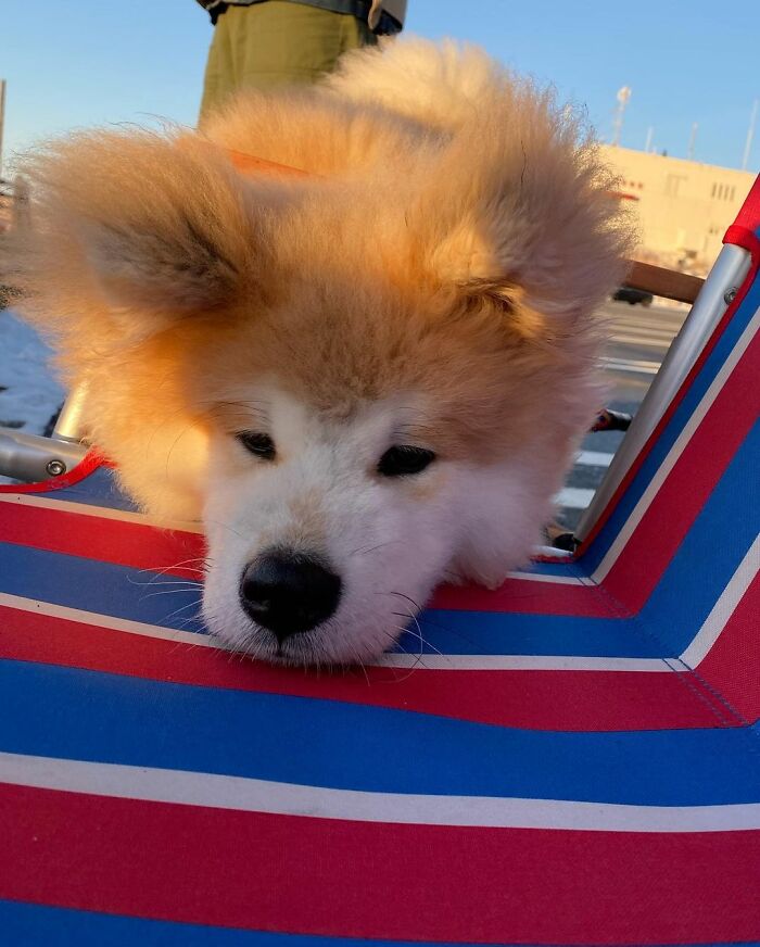 Bob-Akita-Heart-Shaped-Face-Dog