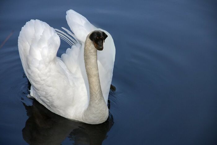 This Masterpiece I Made With My Dog’s Head On A Swan Body