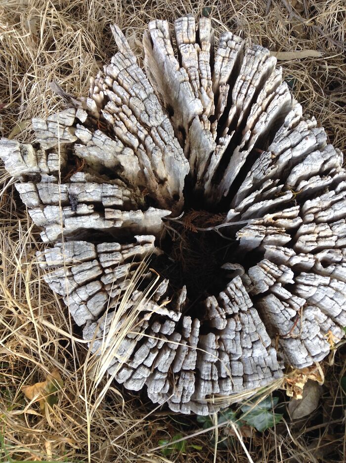 A Former Tree, Mendocino County, California