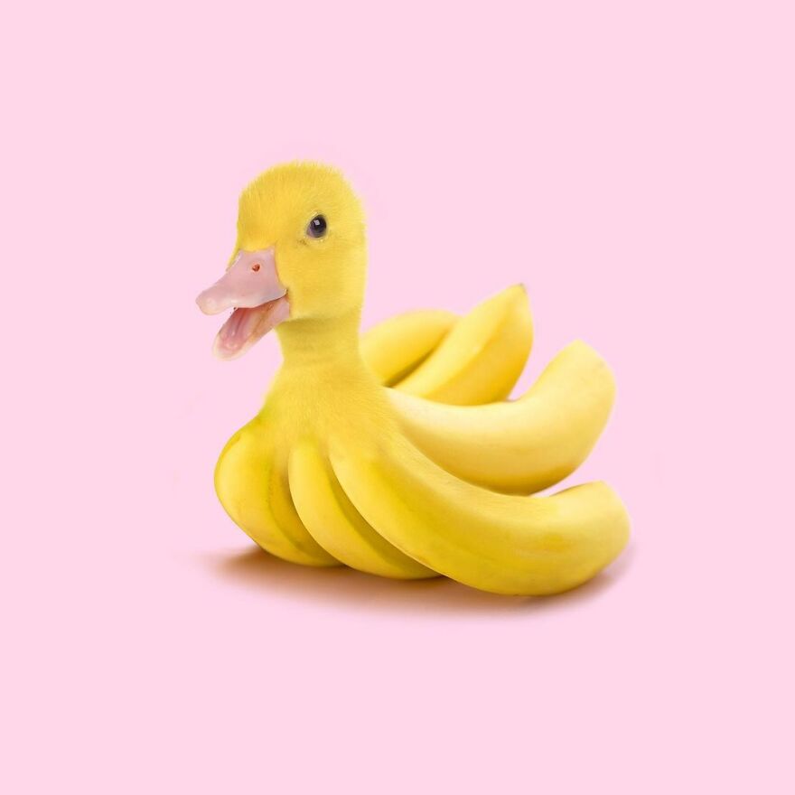 Artist Mixes Animals And Creates The Most Surreal Hybrids You've Ever Seen ( 151 Pics)