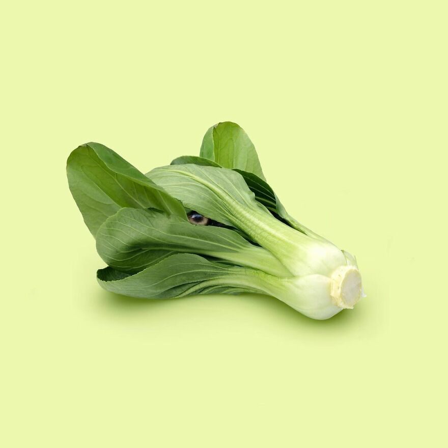 Artist Mixes Animals And Creates The Most Surreal Hybrids You've Ever Seen ( 151 Pics)