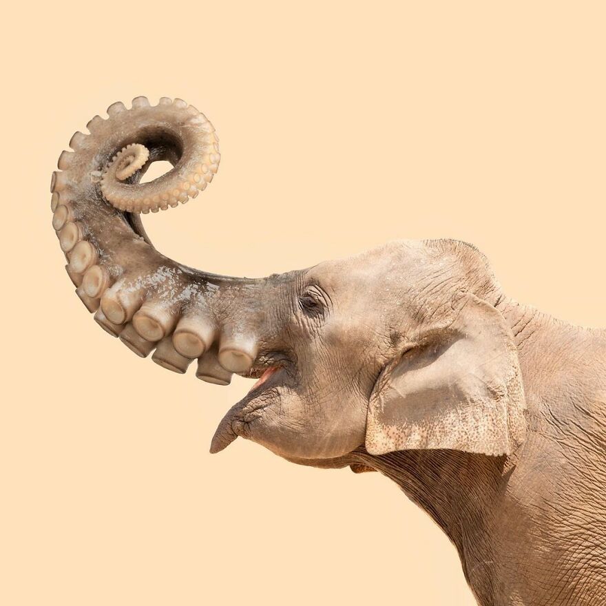 Artist Mixes Animals And Creates The Most Surreal Hybrids You've Ever Seen ( 151 Pics)