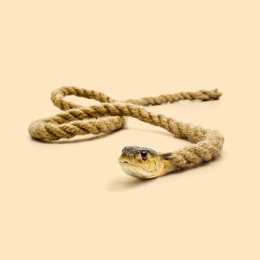 Artist Mixes Animals And Creates The Most Surreal Hybrids You've Ever Seen ( 151 Pics)