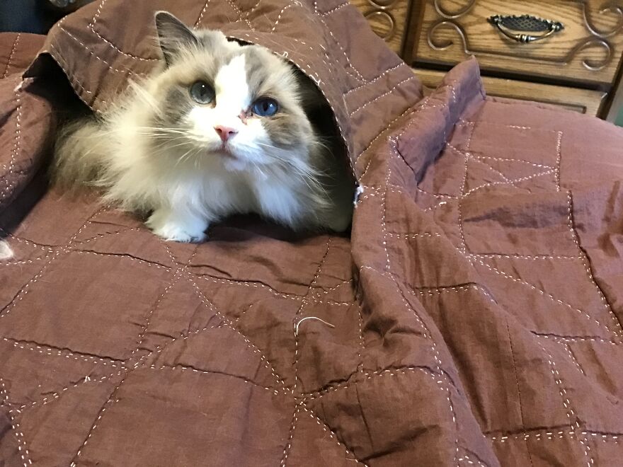 Pumpkin Playing.....