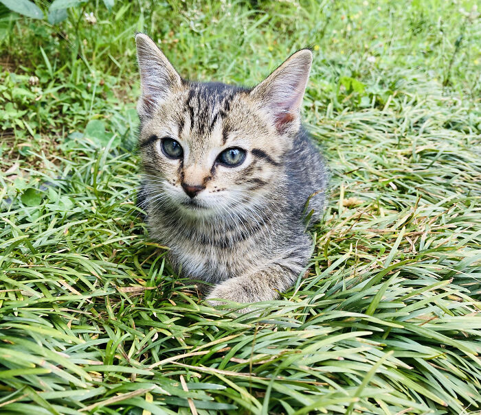 Anemone, After A Wings Of Fire Seawing