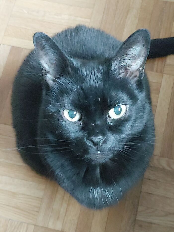 You. Will. Give. Me. Treats. Hooman. -- Meet Midnight. Aka Her Royal Highness. Aka Snot Monster. Aka Baby Girl