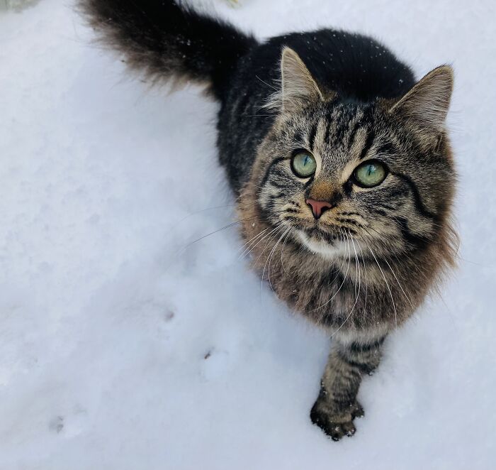 Thistle. She Was Very Clawy As A Kitten, Like The Spikes On A Thistle