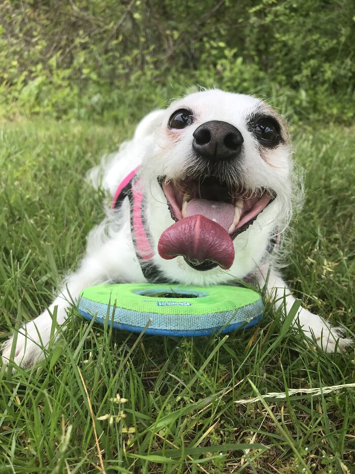 Gidget And Her Frisbee