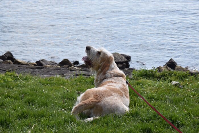 Sir Didymus Named After Sir Didymus Of The Labyrinth. No One Can Pass Whit Out His Permission.