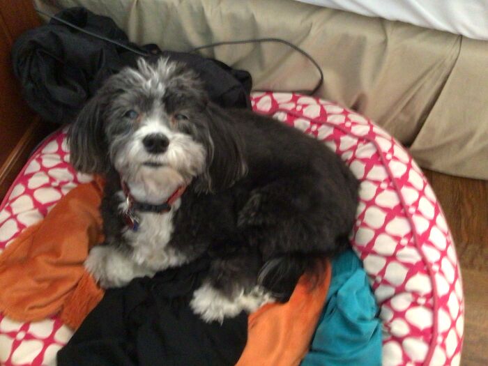 A Very Uninterested Doggo Named Dexter