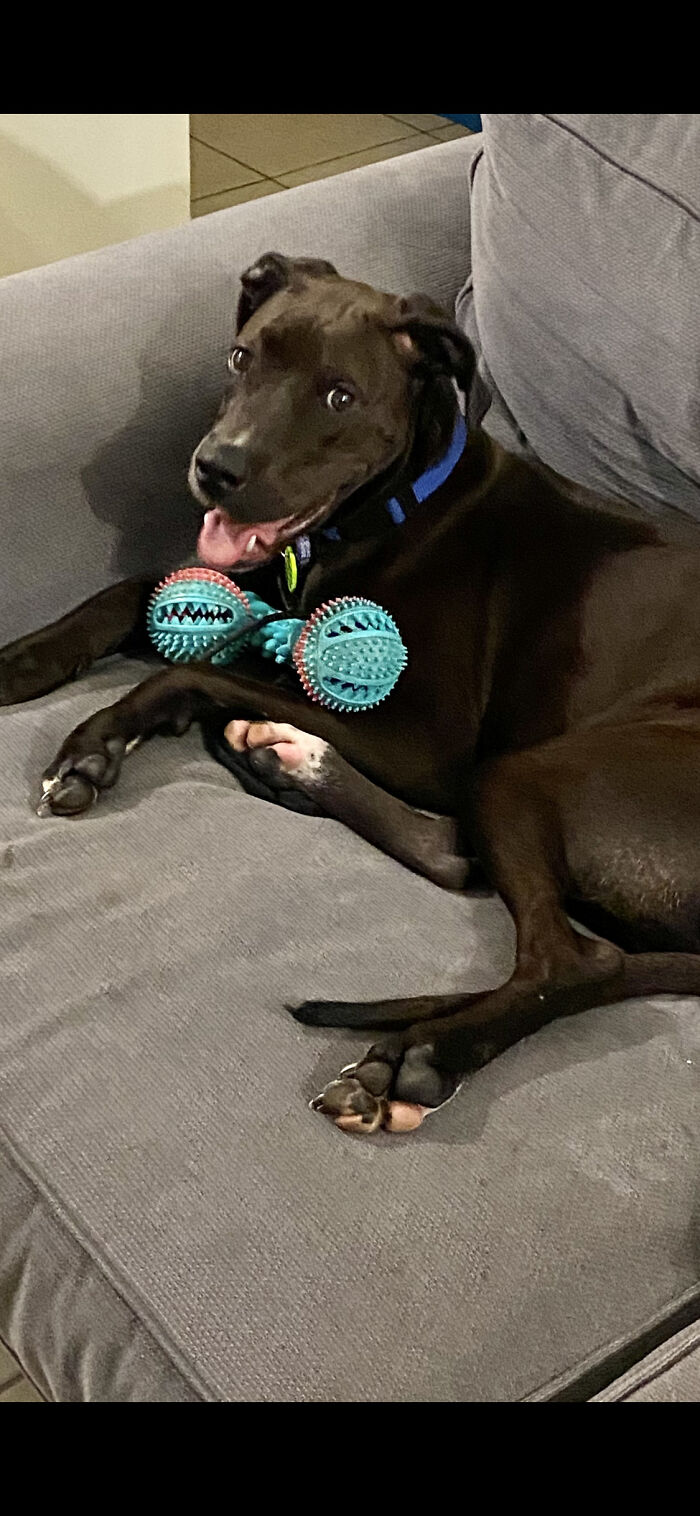 This Is Rollie With His Favourite Toy