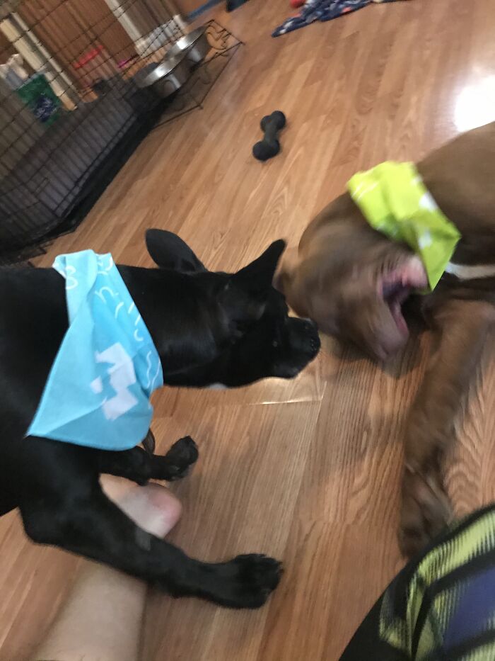 Linus Didn’t Appreciate The Bandana As Much As His Sister
