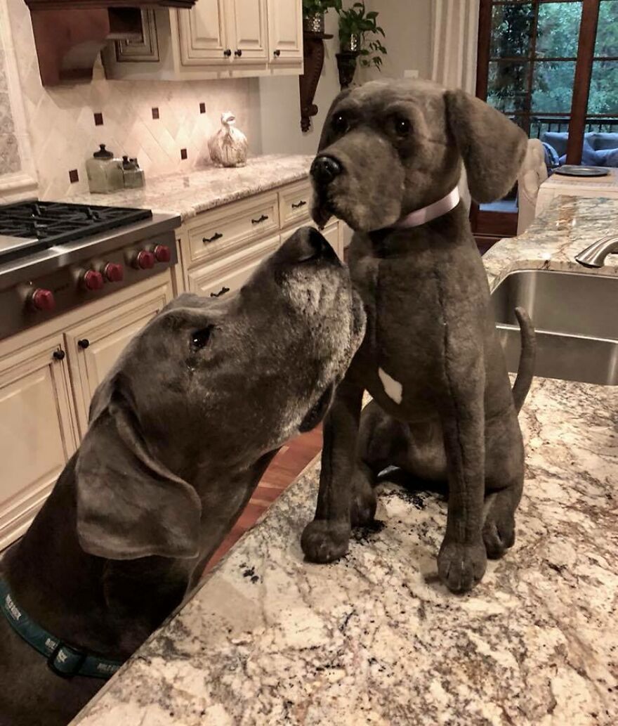 You Can Now Have A Plush Copy Of Your Pet