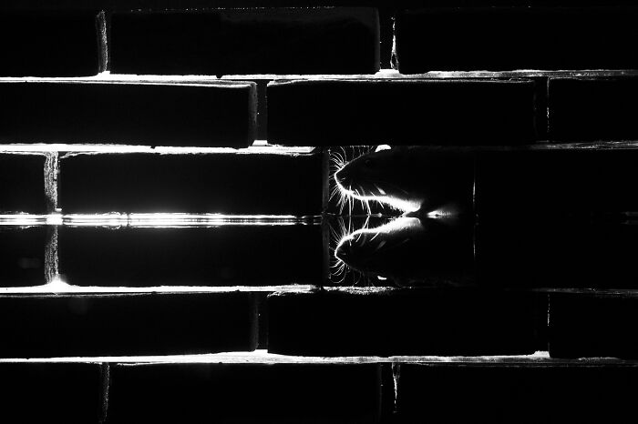 Another Rat In The Wall