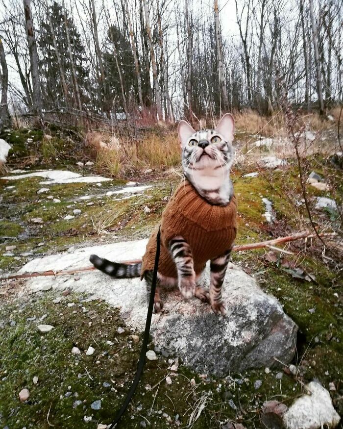 This Very Talented Cat Can Perform Over 50 Amazing Tricks This Very Talented Cat Can Perform Over 50 Amazing Tricks