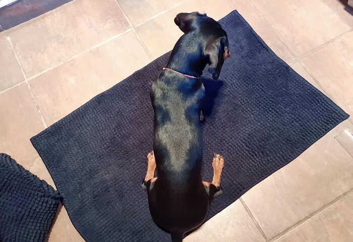 The Way My Dog Sits With Her Hind Legs Always Makes Me Laugh