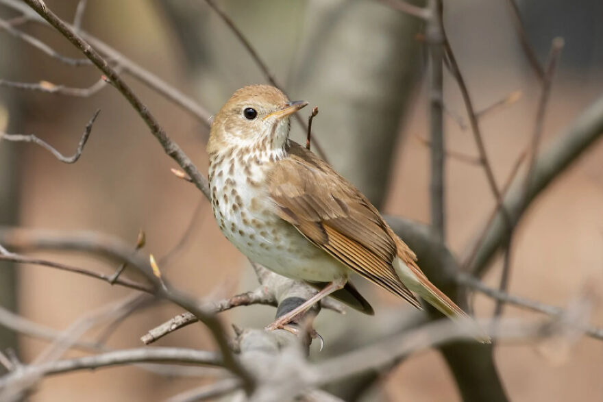 I Want To Spend My Days Birdwatching Not In Quarantine