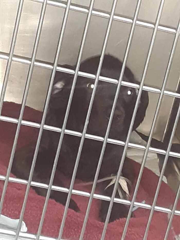 Selfless Boy Sells His Pokemon Cards Just To Save His Beloved Puppy Friend