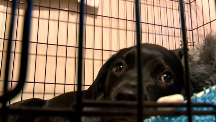 Selfless Boy Sells His Pokemon Cards Just To Save His Beloved Puppy Friend