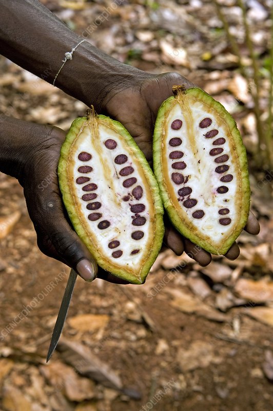C0053220-Cocoa_pod.jpg
