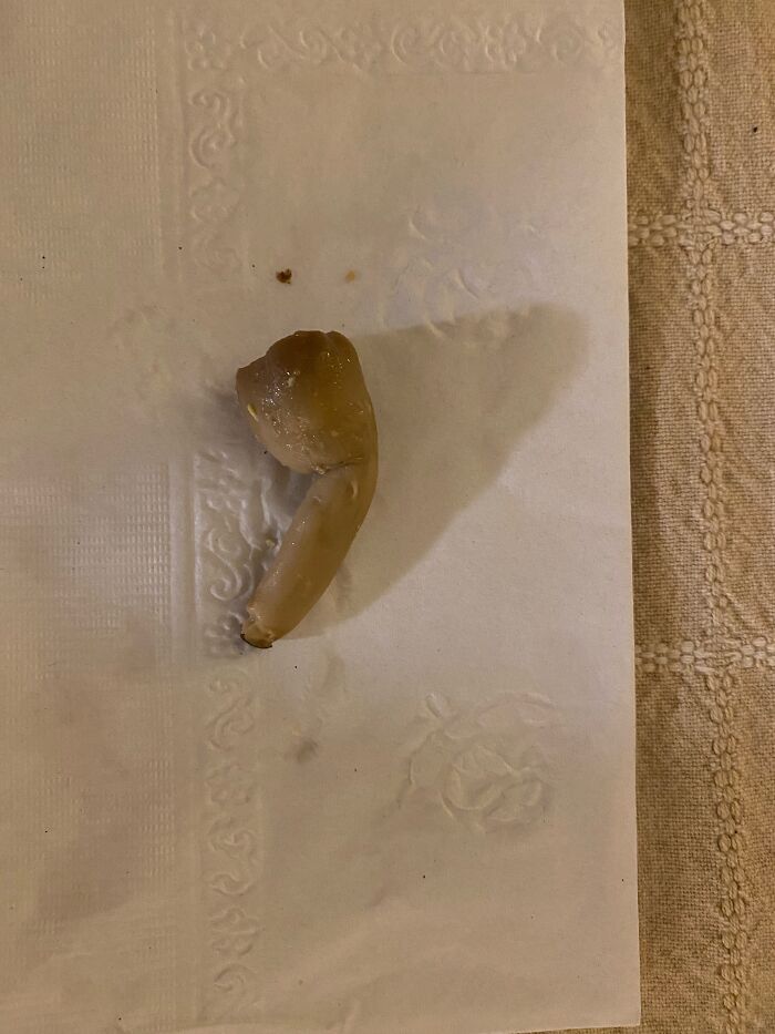 Mushroom That Looks Like Shrek’s Airpod