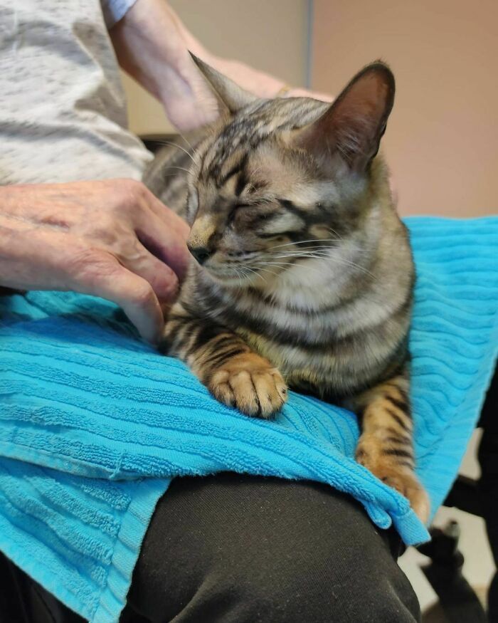 This Very Talented Cat Can Perform Over 50 Amazing Tricks