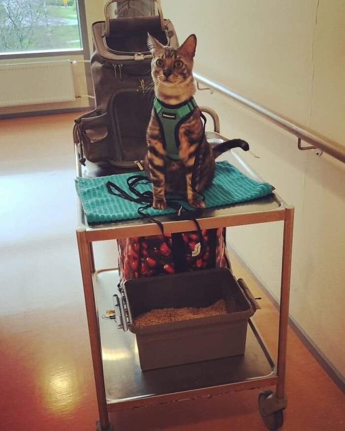 This Very Talented Cat Can Perform Over 50 Amazing Tricks This Very Talented Cat Can Perform Over 50 Amazing Tricks