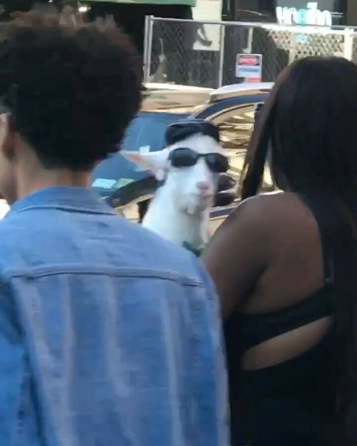 Joe Cool #whatisnewyork 