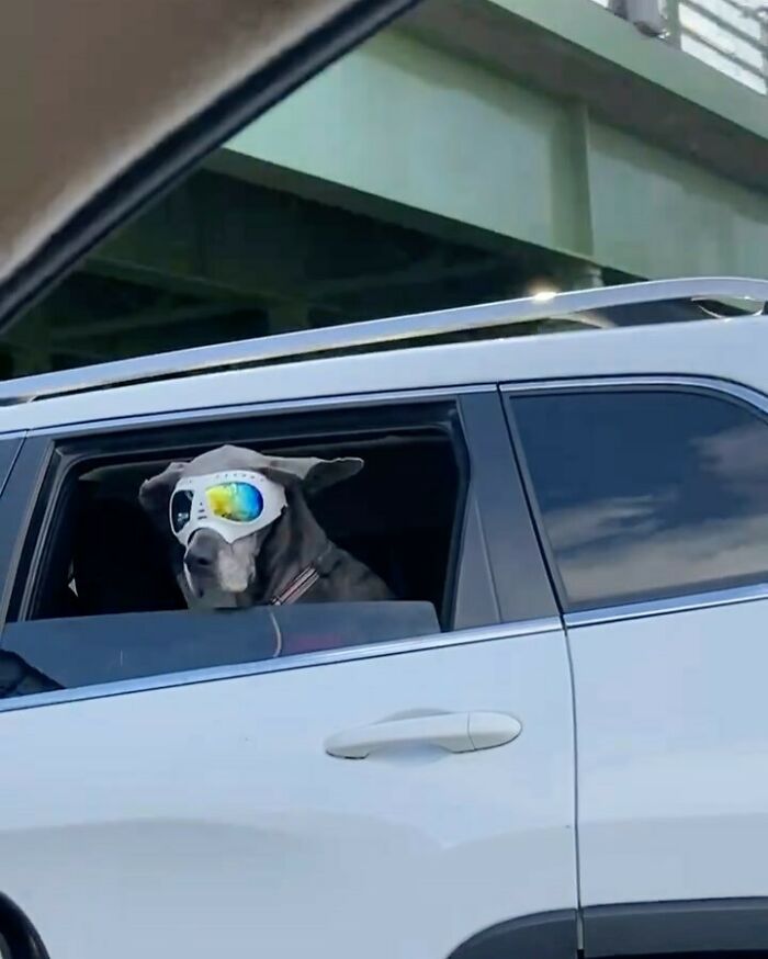 Dogs In Goggles, That Is All