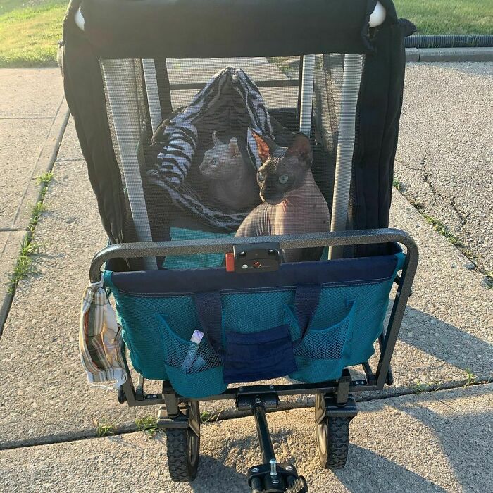 This Is Your Captain Speaking, Welcome Aboard The Cat Mobile