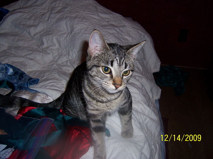 Dippedinpaint, She Has A White Band Around Her Middle Where The Paint Didn't Quite Meet.