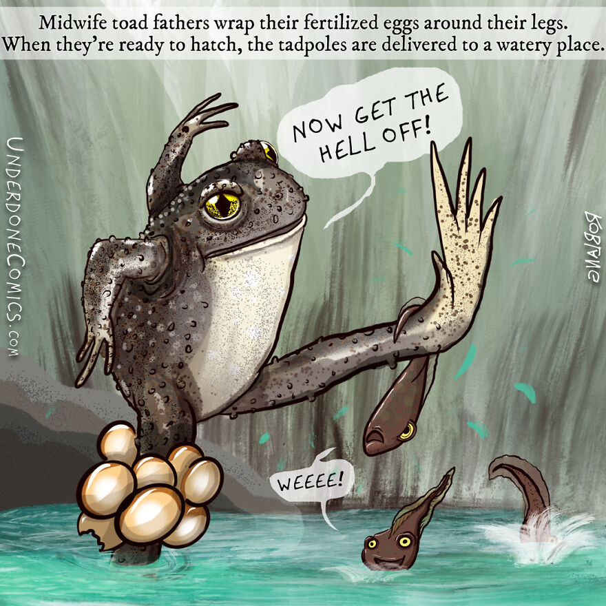 Midwife Toad Fathers "Deliver" Their Offspring