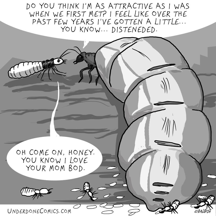 Termite Dads Stay With Their Queen Through Thick And Thin!