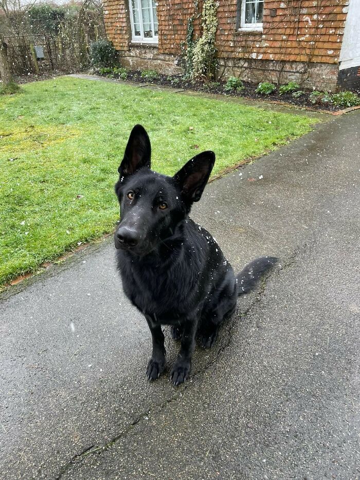 Cooper - After The Main Character In Dog Soldiers