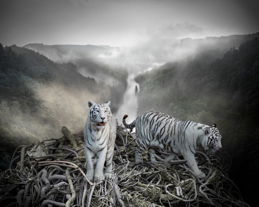 Legacy (Commended In Experimental)