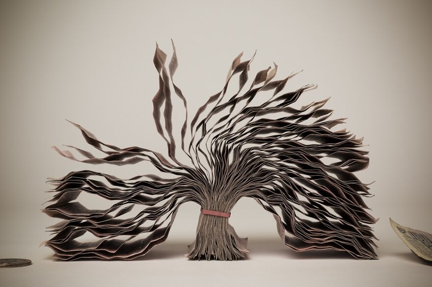 Inclination (Highly Commended In Still Life)