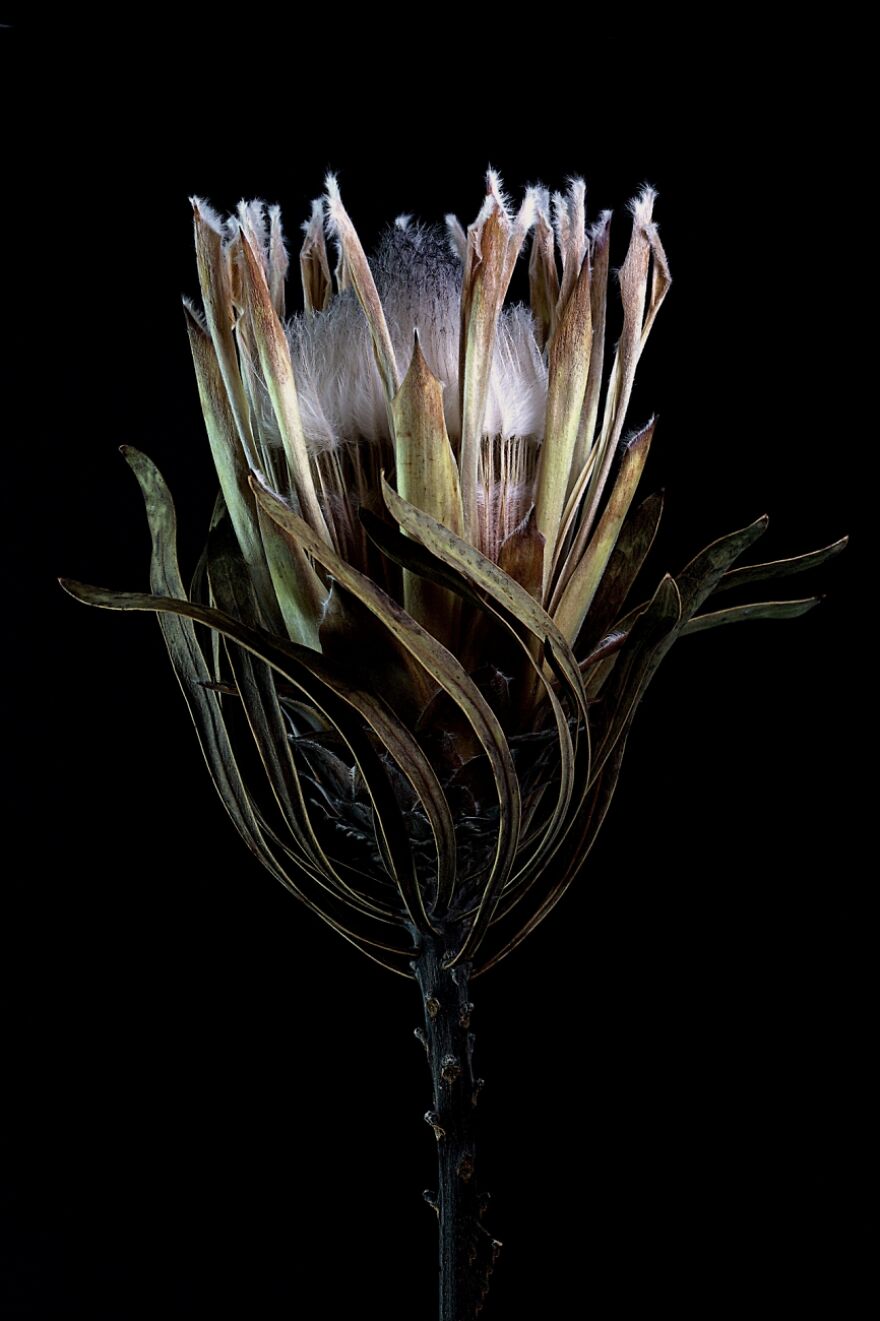 Dead Flowers 1 (Commended In Still Life)