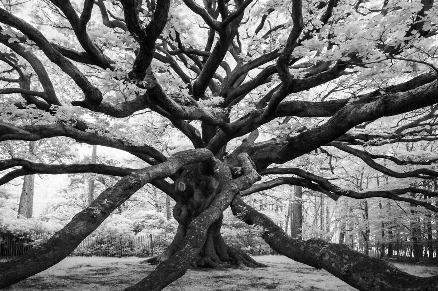 Medusa (Commended In Nature And Landscape)